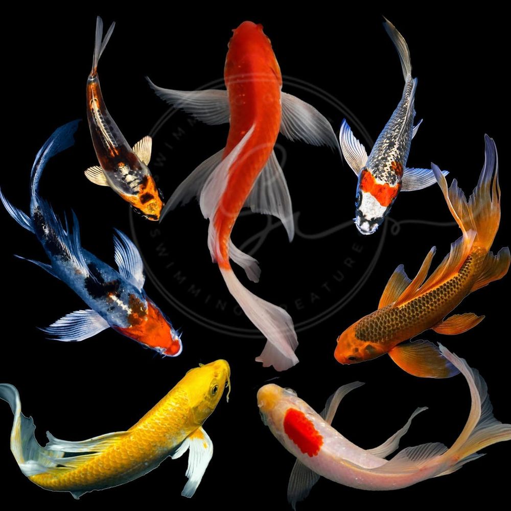 Assortiment de poissons Koi vi - Aquarium Fish Koi avis et prix